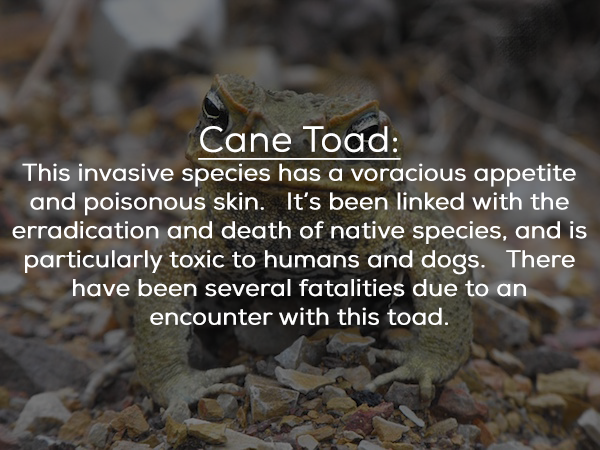 toads introduced species in australia - Cane Toad This invasive species has a voracious appetite and poisonous skin. It's been linked with the erradication and death of native species, and is particularly toxic to humans and dogs. There have been several 