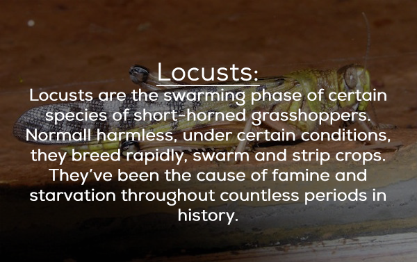 photo caption - Locusts Locusts are the swarming phase of certain species of shorthorned grasshoppers. Normall harmless, under certain conditions, they breed rapidly, swarm and strip crops. They've been the cause of famine and starvation throughout countl