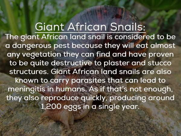 animals were harmed disclaimer - Giant African Snails The giant African land snail is considered to be a dangerous pest because they will eat almost any vegetation they can find and have proven to be quite destructive to plaster and stucco structures. Gia