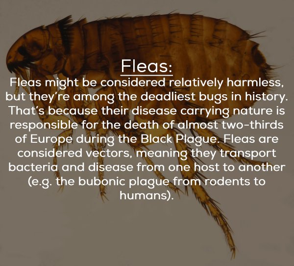 tears of blood - Fleas Fleas might be considered relatively harmless, but they're among the deadliest bugs in history. That's because their disease carrying nature is responsible for the death of almost twothirds of Europe during the Black Plague. Fleas a