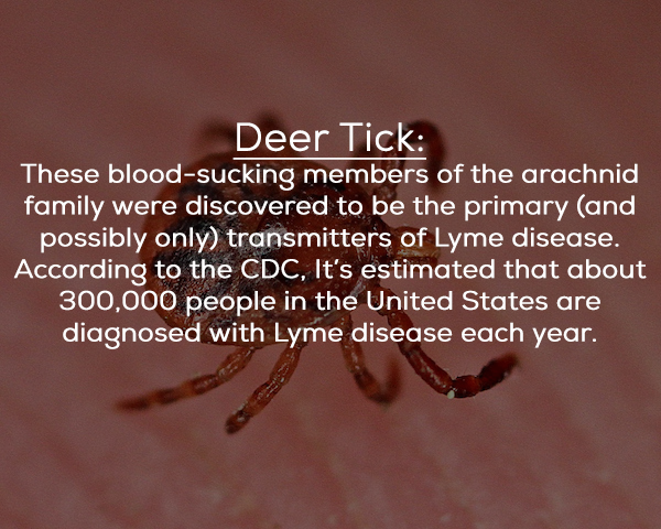 pest - Deer Tick These bloodsucking members of the arachnid family were discovered to be the primary and possibly only transmitters of Lyme disease. According to the Cdc, It's estimated that about 300,000 people in the United States are diagnosed with Lym