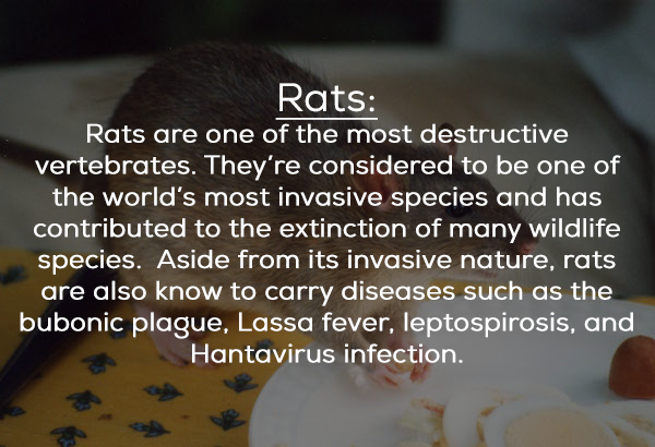 gambar kata kata bijak - Rats Rats are one of the most destructive vertebrates. They're considered to be one of the world's most invasive species and has contributed to the extinction of many wildlife species. Aside from its invasive nature, rats are also