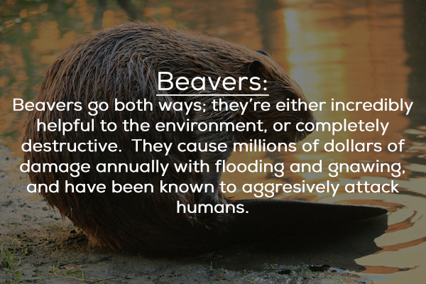 canadian beaver - Beavers Beavers go both ways; they're either incredibly helpful to the environment, or completely destructive. They cause millions of dollars of damage annually with flooding and gnawing, and have been known to aggresively attack humans.