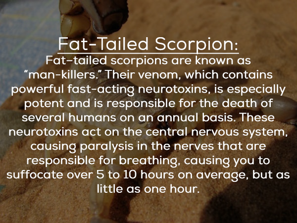 sigma pi crest - FatTailed Scorpion Fattailed scorpions are known as "mankillers." Their venom, which contains powerful fastacting neurotoxins, is especially potent and is responsible for the death of several humans on an annual basis. These neurotoxins a