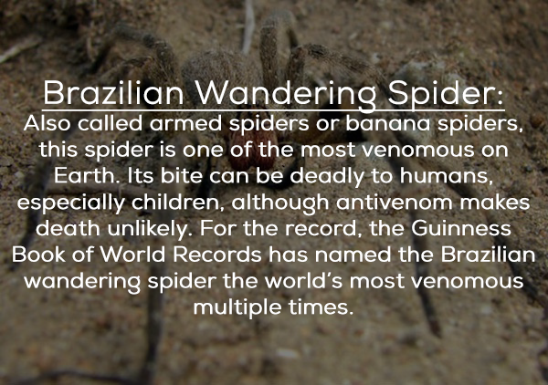 brazilian wandering spider - Brazilian Wandering Spider Also called armed spiders or banana spiders, this spider is one of the most venomous on Earth. Its bite can be deadly to humans. especially children, although antivenom makes death unly. For the reco