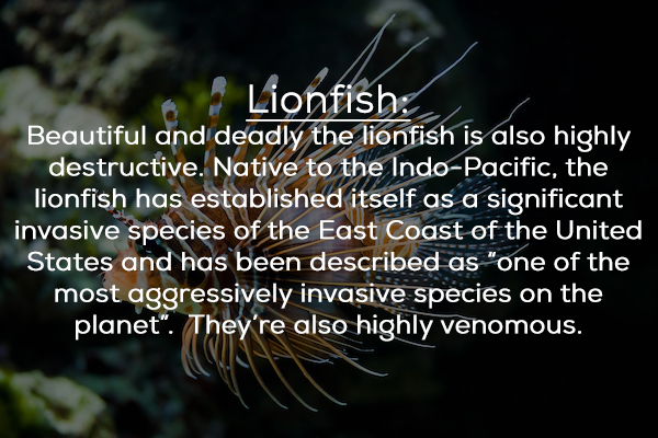 lion fish - Lionfish Beautiful and deadly the lionfish is also highly destructive. Native to the IndoPacific, the lionfish has established itself as a significant invasive species of the East Coast of the United States and has been described as "one of th