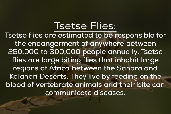 bildersprüche - Tsetse Flies Tsetse flies are estimated to be responsible for the endangerment of anywhere between 250,000 to 300,000 people annually. Tsetse flies are large biting flies that inhabit large regions of Africa between the Sahara and Kalahari