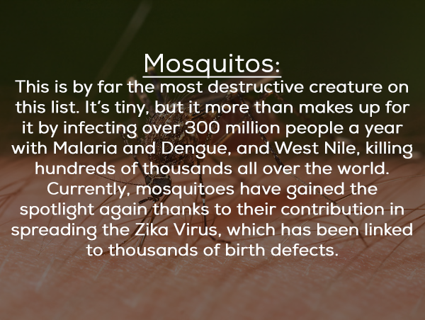 bdo unibank - Mosquitos This is by far the most destructive creature on this list. It's tiny, but it more than makes up for it by infecting over 300 million people a year with Malaria and Dengue, and West Nile, killing hundreds of thousands all over the w