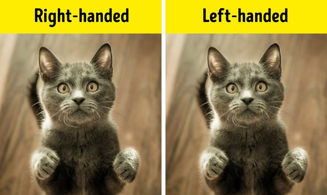 Scientists from Queen’s University Belfast conducted research that showed that in most cases cats use the same paw to play or take food. In contrast to people, the amount of right- and left-handed cats are almost the same, though most of female cats are right-handed.