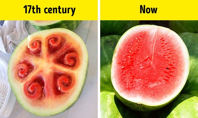 If we look at Giovanni Stanchi’s painting from the 17th century, we can hardly recognize the watermelon. This fruit came to Europe from Africa and it looked completely different 500 years ago. Watermelons of today look the way they do because of selection processes and their level of lycopene (the substance that gives the red color).