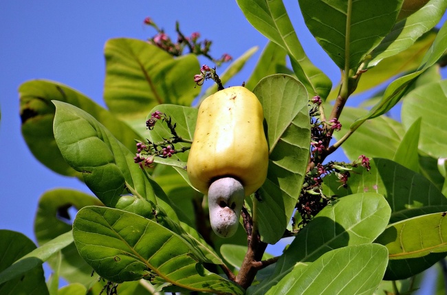 These nuts grow on a “cashew apple” which is just a yellow or red 2 to 4-inch-long stem. In botanical terms, the cashew apple is an accessory fruit that grows on the cashew seed which we call the nut.