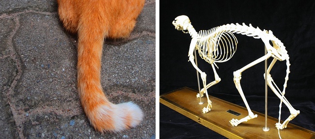 There are approximately 240 bones in a cat’s body, and 23 of them are in the tail (that means 10%). Cats with short tails are the exception to this rule.