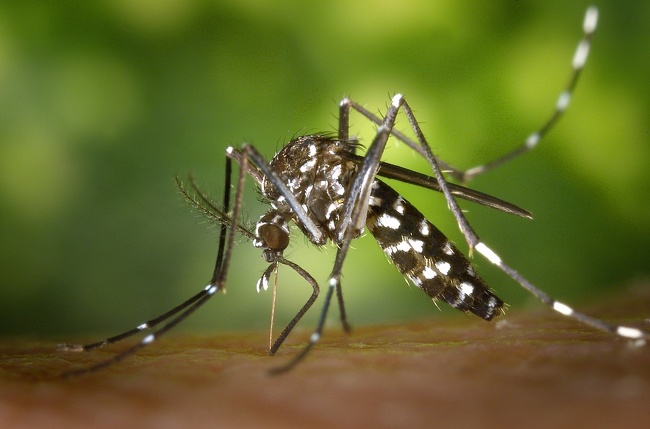 Chemicals in repellents influence mosquito olfaction, meaning they block the receptors that help the insects find their victims. So with the repellant, a human being technically becomes “invisible” to mosquitoes.