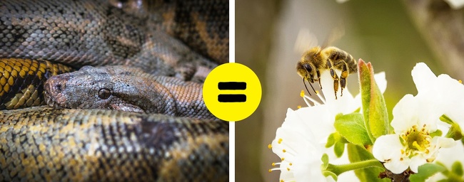 Though Australia is famous for poisonous spiders and snakes, its bees and wasps are extremely dangerous as well. According to national studies, the death rates are almost the same. Their bee and wasp poison can cause a severe allergic reaction, and many people underestimate the danger of it and don’t see a doctor as soon as possible.