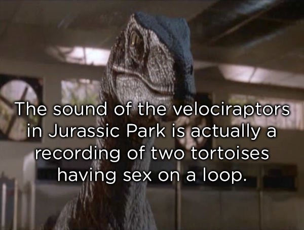 The sound of the velociraptors in Jurassic Park is actually a recording of two tortoises having sex on a loop.