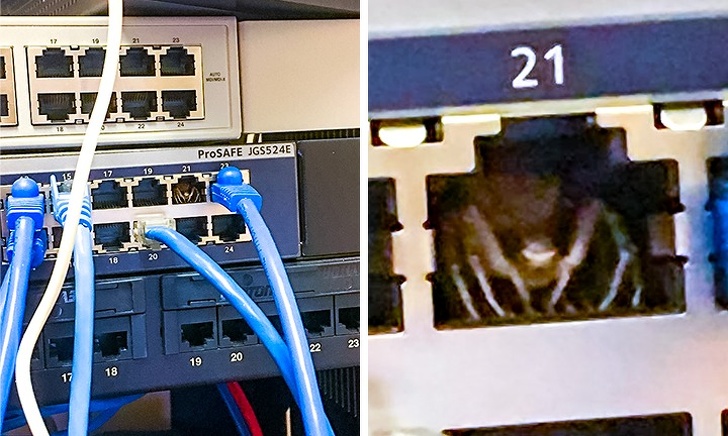 “Went to check why the internet wasn’t working, not the bug I was expecting.”