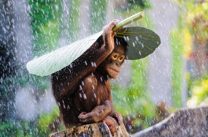 This orangutan using a giant leaf to hide from the rain.