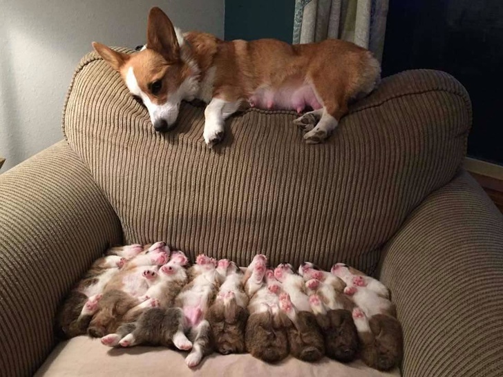Mother Corgi watches her babies sleep.