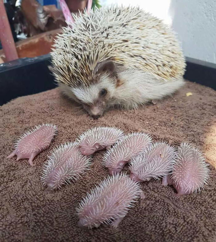Baby hedgehogs and their mom.