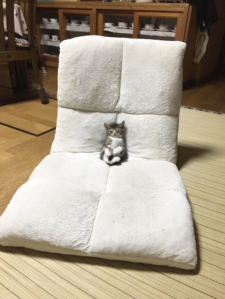 One very comfy throne for a kitten.