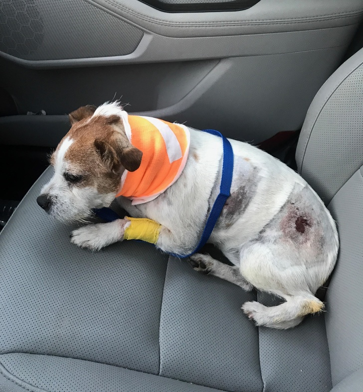 “My little guy fought off 3 coyotes.”