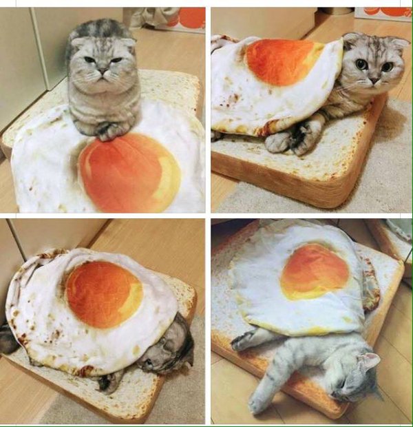 Cat on a bed that looks like a piece of toast and a blanket that looks like a egg