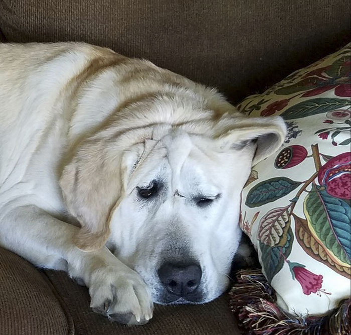 Meet Beaux, a Labrador Retriever who was born with a facial deformity