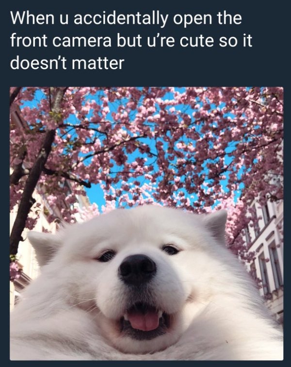 wholesome meme about cute memes - When u accidentally open the front camera but u're cute so it doesn't matter