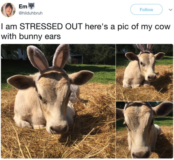 wholesome meme about cow with bunny ears - Em I am Stressed Out here's a pic of my cow with bunny ears