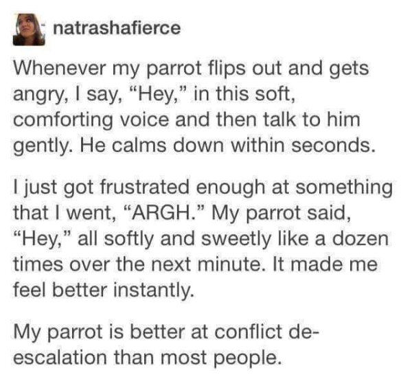 wholesome meme about quotes - natrashafierce Whenever my parrot flips out and gets angry, I say, "Hey," in this soft, comforting voice and then talk to him gently. He calms down within seconds. I just got frustrated enough at something that I went, "Argh.