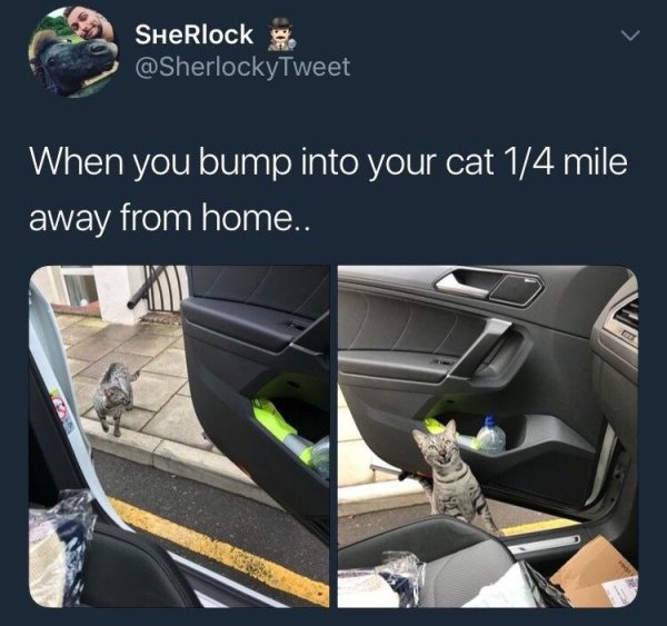 wholesome meme about you bump into your cat 1 4 mile away from home - SHERlock When you bump into your cat 14 mile away from home..