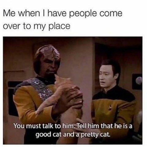 wholesome meme about funny memes that make you laugh - Me when I have people come over to my place You must talk to him. Tell him that he is a good cat and a pretty cat