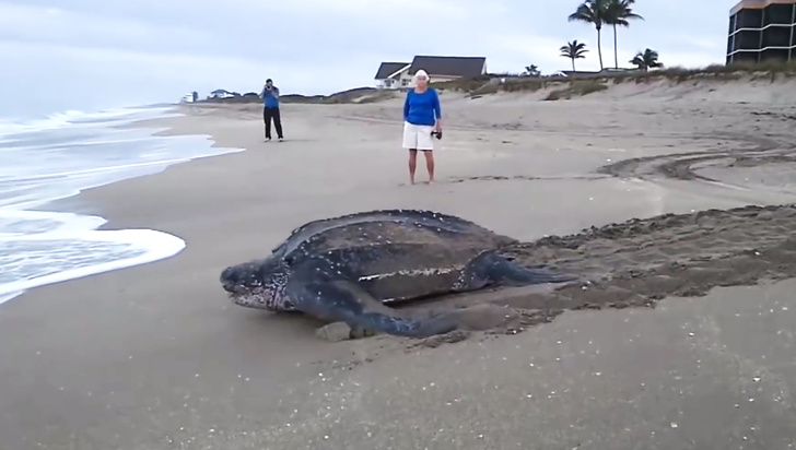 Biggest sea turtle