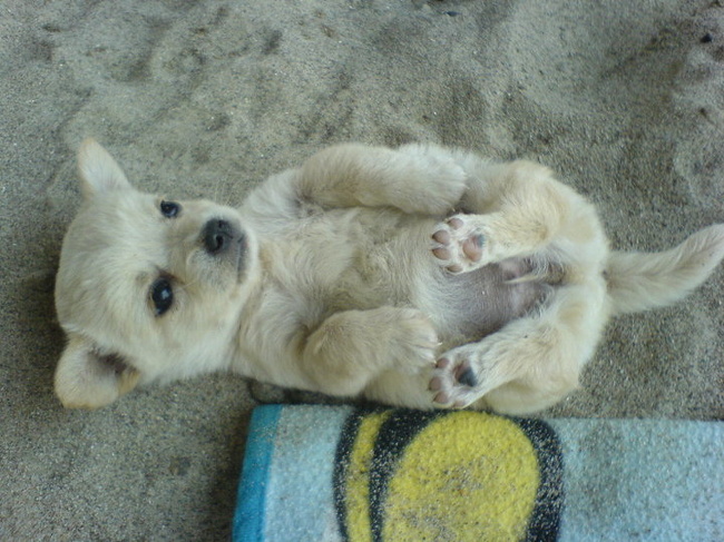 A cute puppy living on the beach