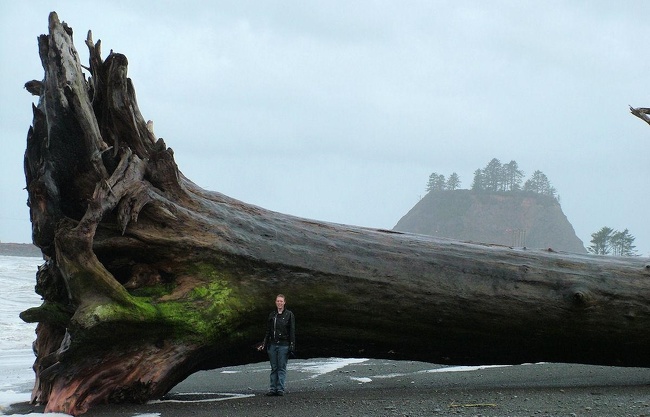 This giant piece of driftwood