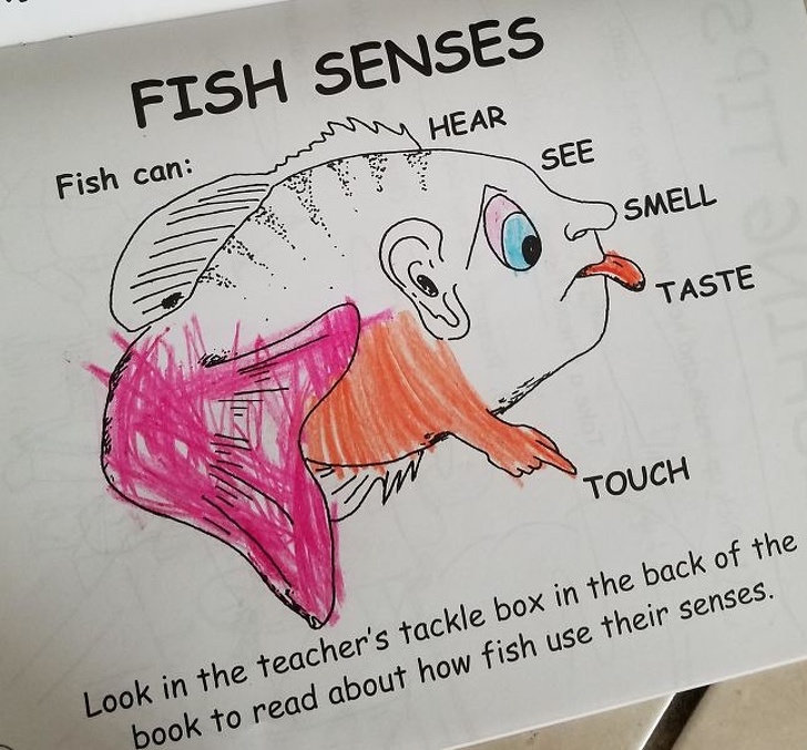 cartoon - Fish Senses Hear See Fish can See Smell ..., . Taste Touch Look in the teacher's tackle box in the back of the book to read about how fish use their senses.