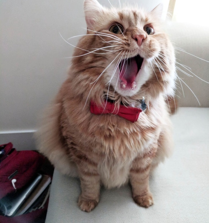 yawning cat