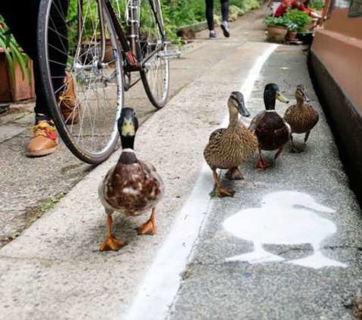 Special duck lanes