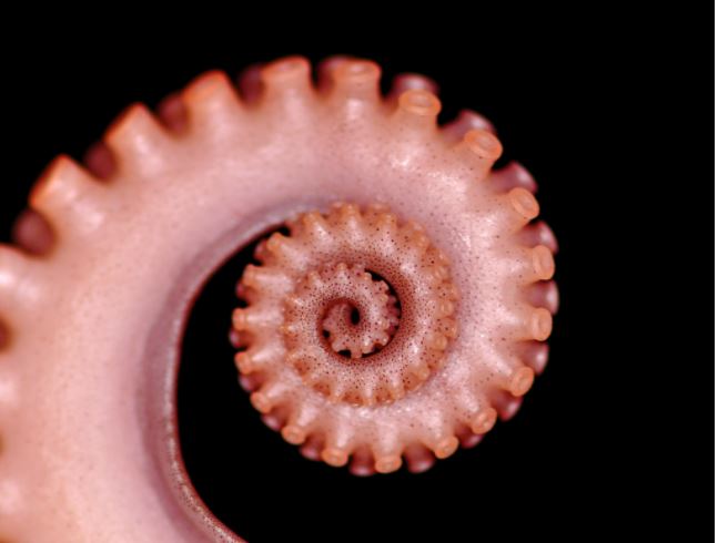 satisfying pic fibonacci octopus