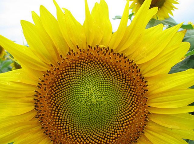 satisfying pic sunflower