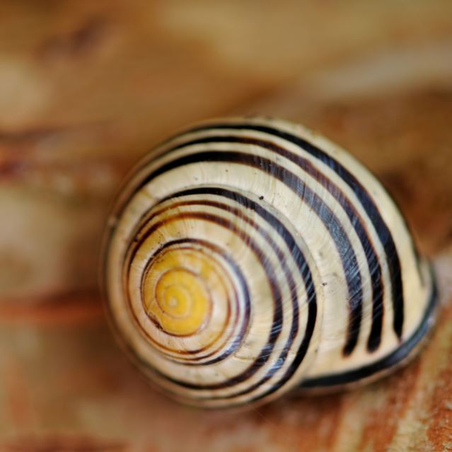 satisfying pic snail
