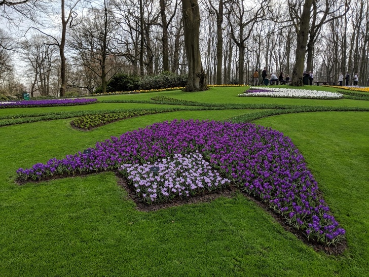 The tulips in this garden are arranged in the shape of tulips.