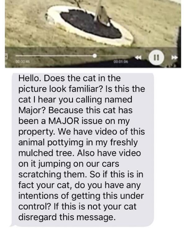 animal - 00014 Hello. Does the cat in the picture look familiar? Is this the cat I hear you calling named Major? Because this cat has been a Major issue on my property. We have video of this animal pottyimg in my freshly mulched tree. Also have video on i