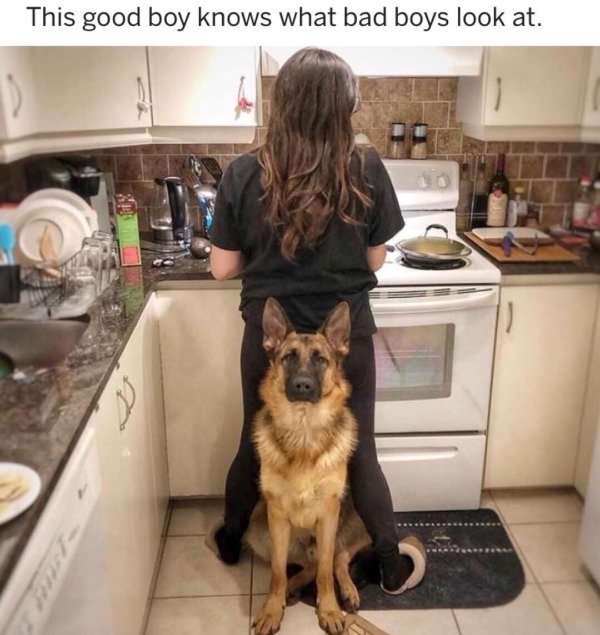 funny german shepherd - This good boy knows what bad boys look at.