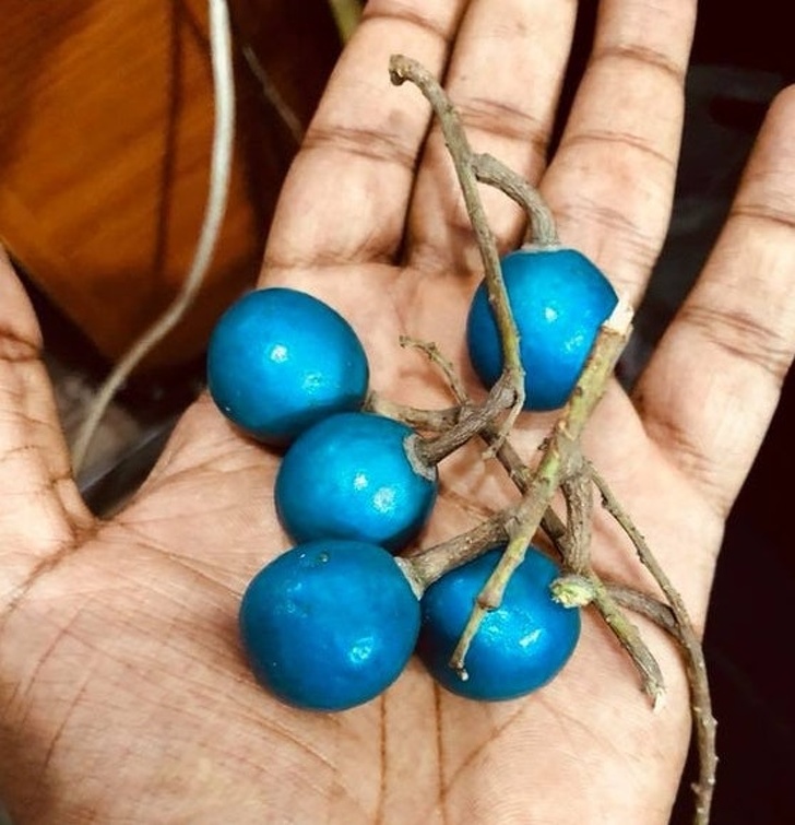 “Found this weird blue fruit at our city market. They’re known as Blue Olives.”