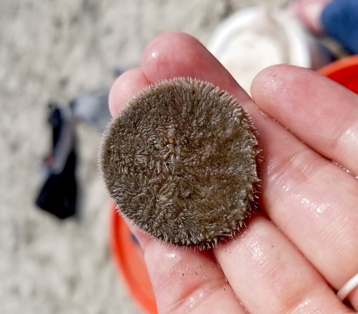 “Found a ‘live’ sand dollar at the beach.”