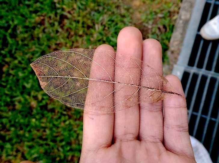 “Found a transparent leaf.”