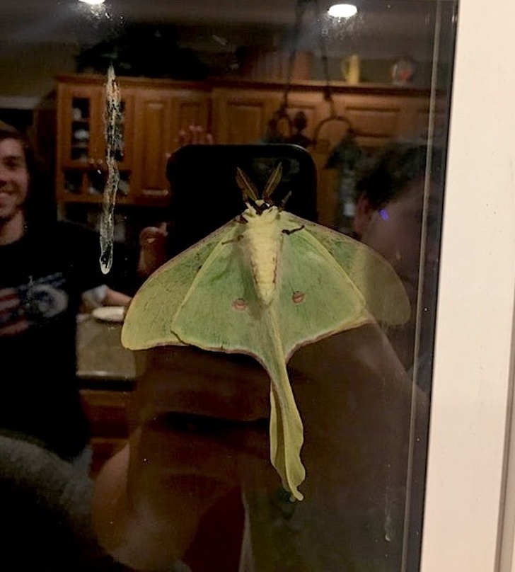 A huge luna moth on a window in South Carolina