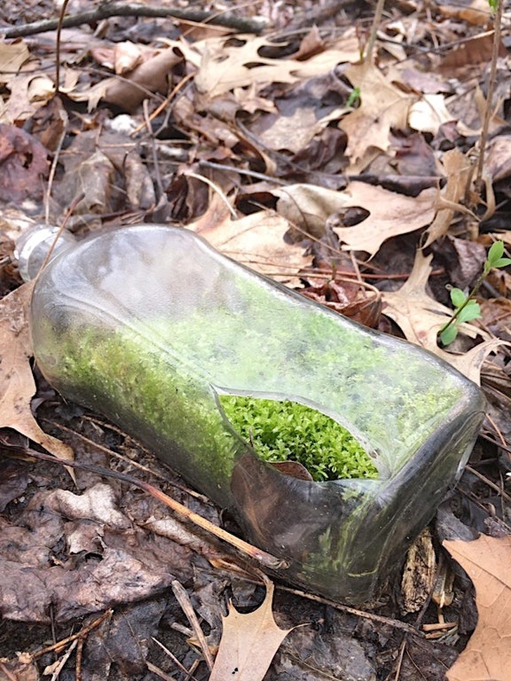 “Found this bottle with moss while walking in the woods.”