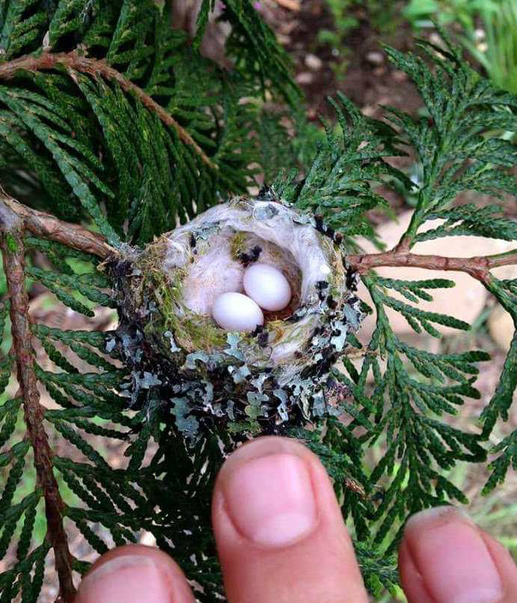 Very tiny hummingbird eggs